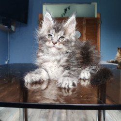 Maine Coon NOV Runa