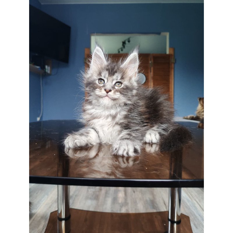 Maine Coon NOV Runa