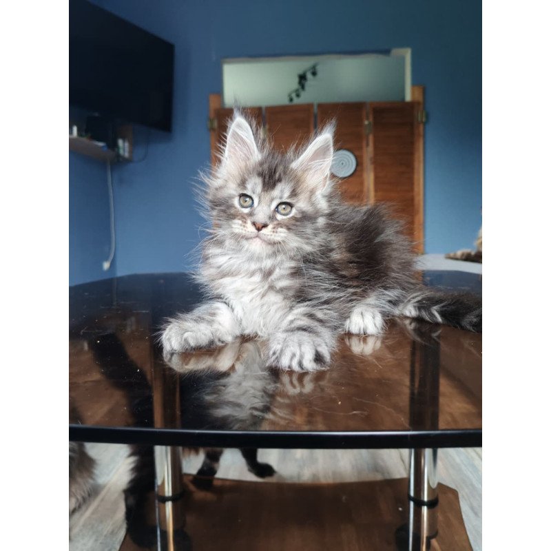 Maine Coon NOV Runa