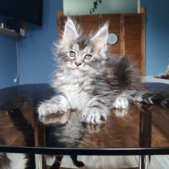 Maine Coon NOV Runa