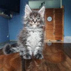 Maine Coon NOV Ricardo