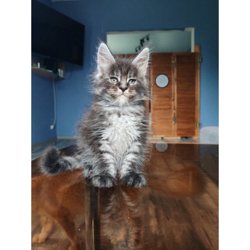 Maine Coon NOV Ricardo