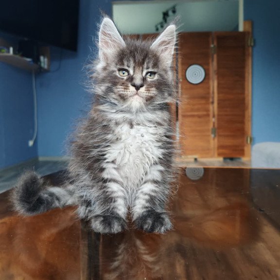Maine Coon NOV Ricardo