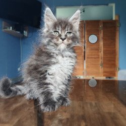Maine Coon NOV Ricardo