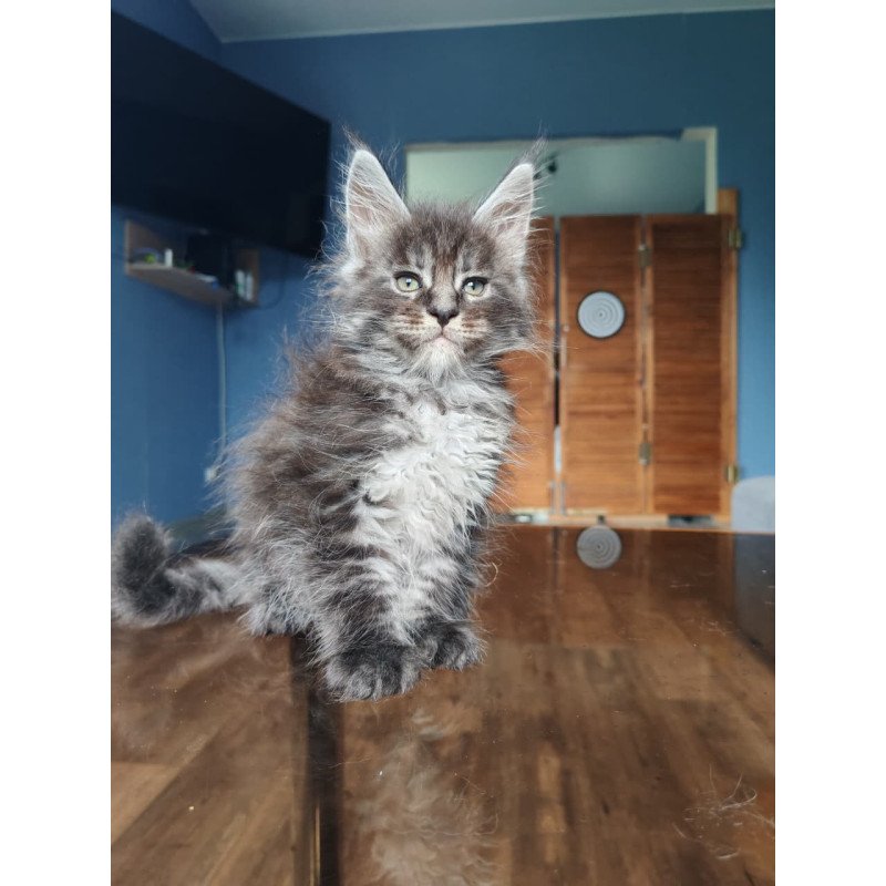 Maine Coon NOV Ricardo
