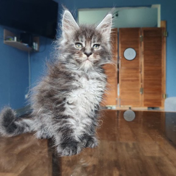 Maine Coon NOV Ricardo
