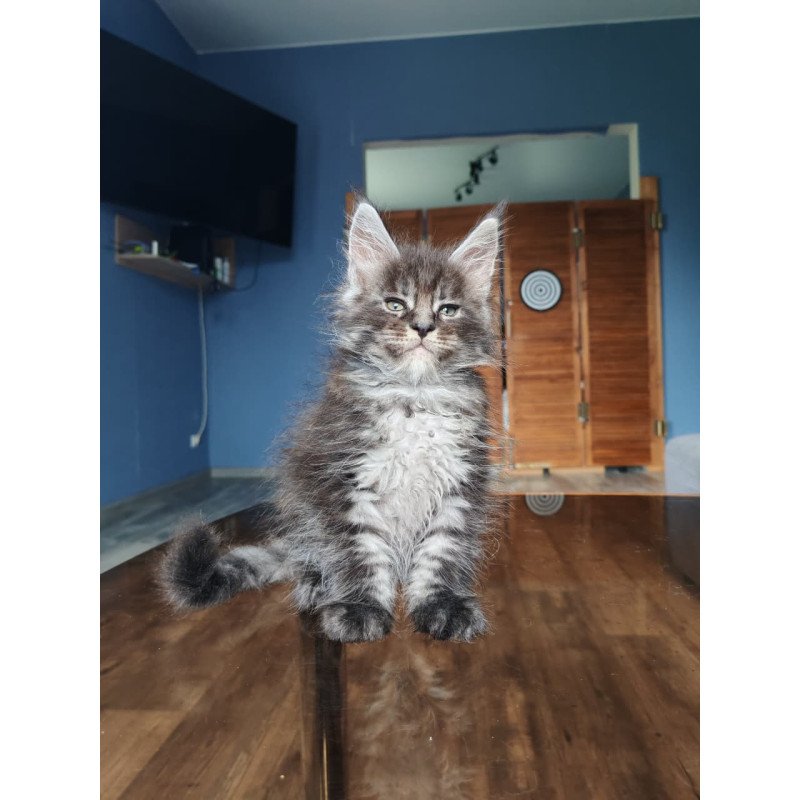 Maine Coon NOV Ricardo