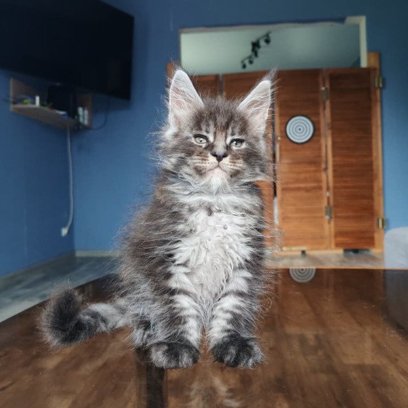 Maine Coon NOV Ricardo