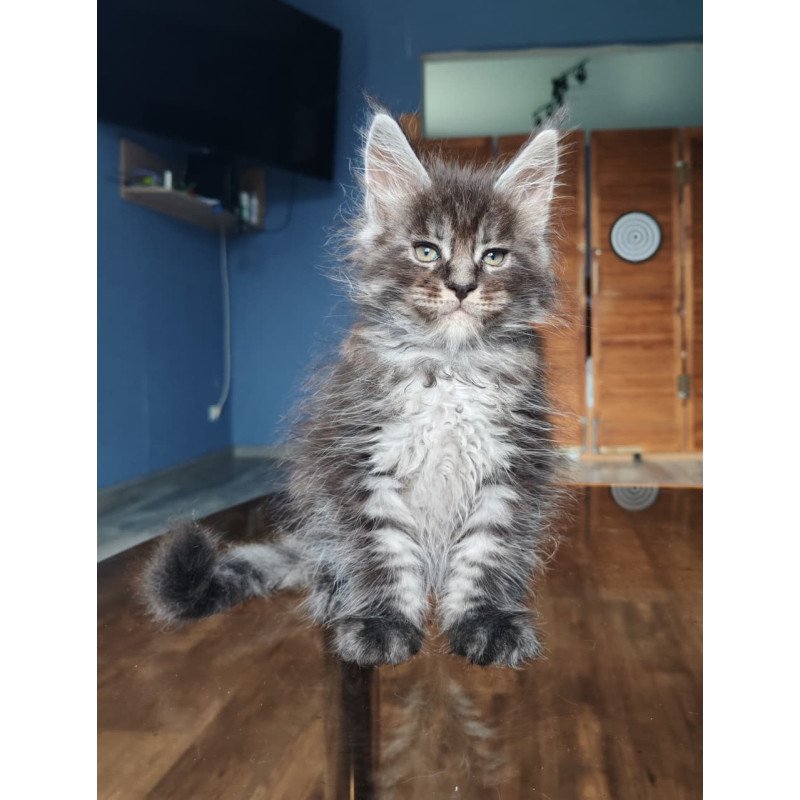 Maine Coon NOV Ricardo