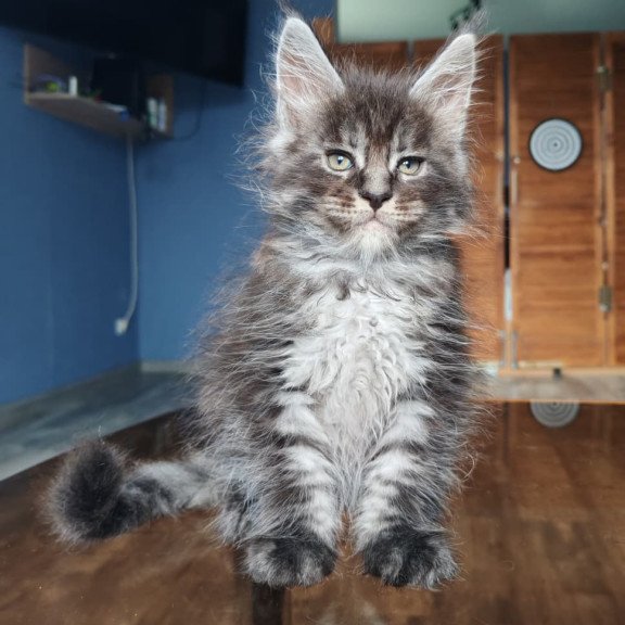 Maine Coon NOV Ricardo