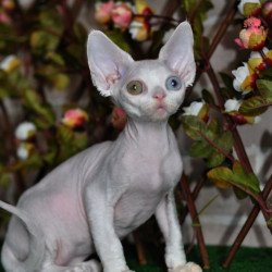Devon Rex NOV Multik