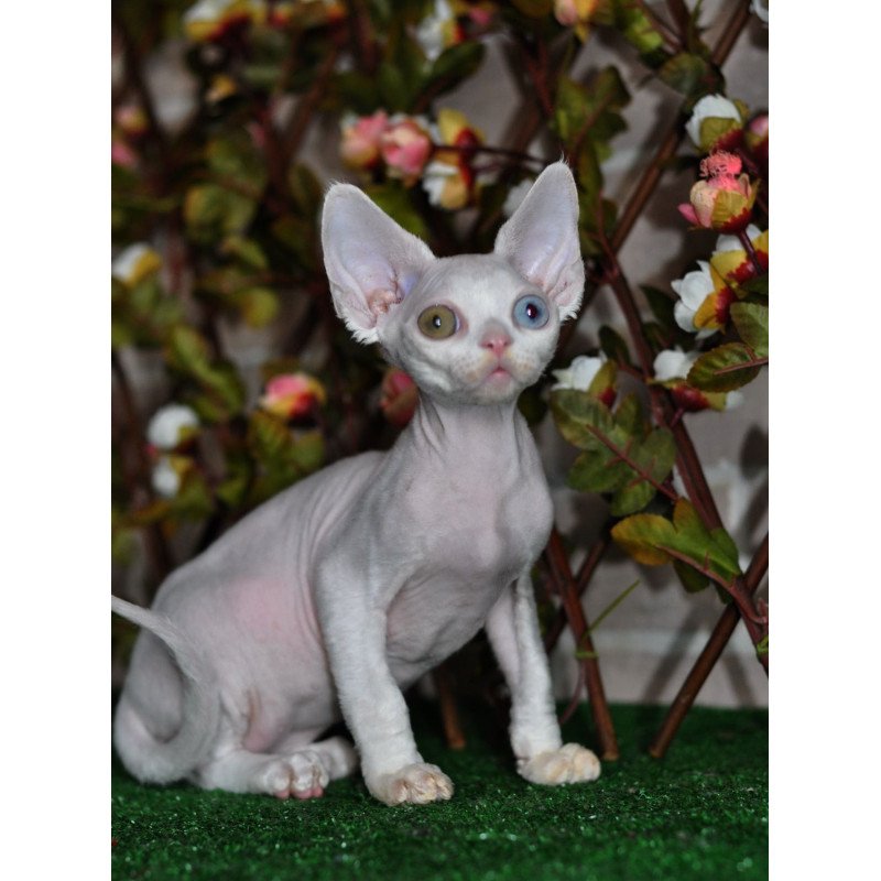 Devon Rex NOV Multik