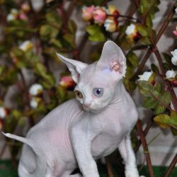 Devon Rex NOV Multik