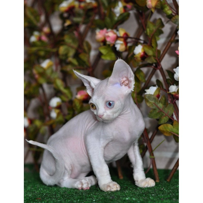 Devon Rex NOV Multik