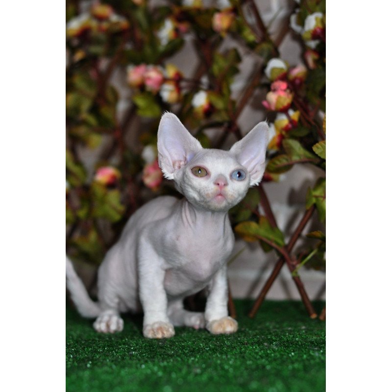 Devon Rex NOV Multik
