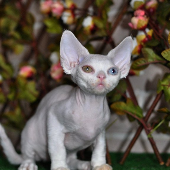 Devon Rex NOV Multik