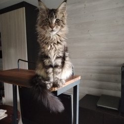 Maine Coon NOV Yarik