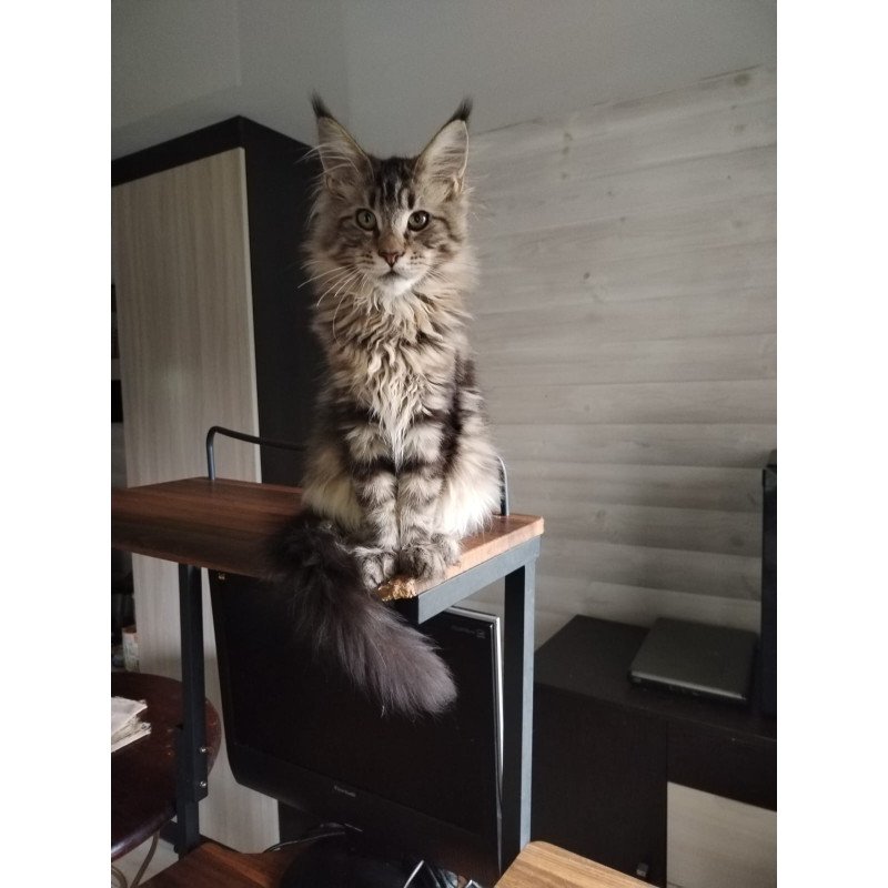 Maine Coon NOV Yarik