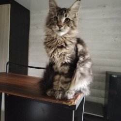 Maine Coon NOV Yarik