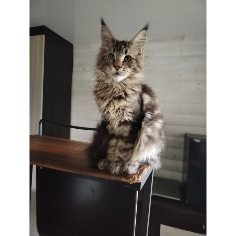 Maine Coon NOV Yarik