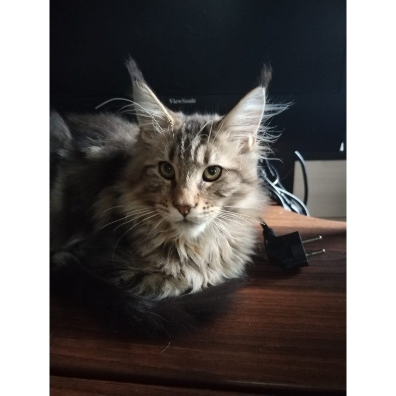 Maine Coon NOV Yarik