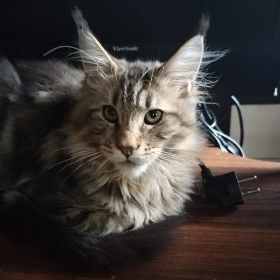 Maine Coon NOV Yarik
