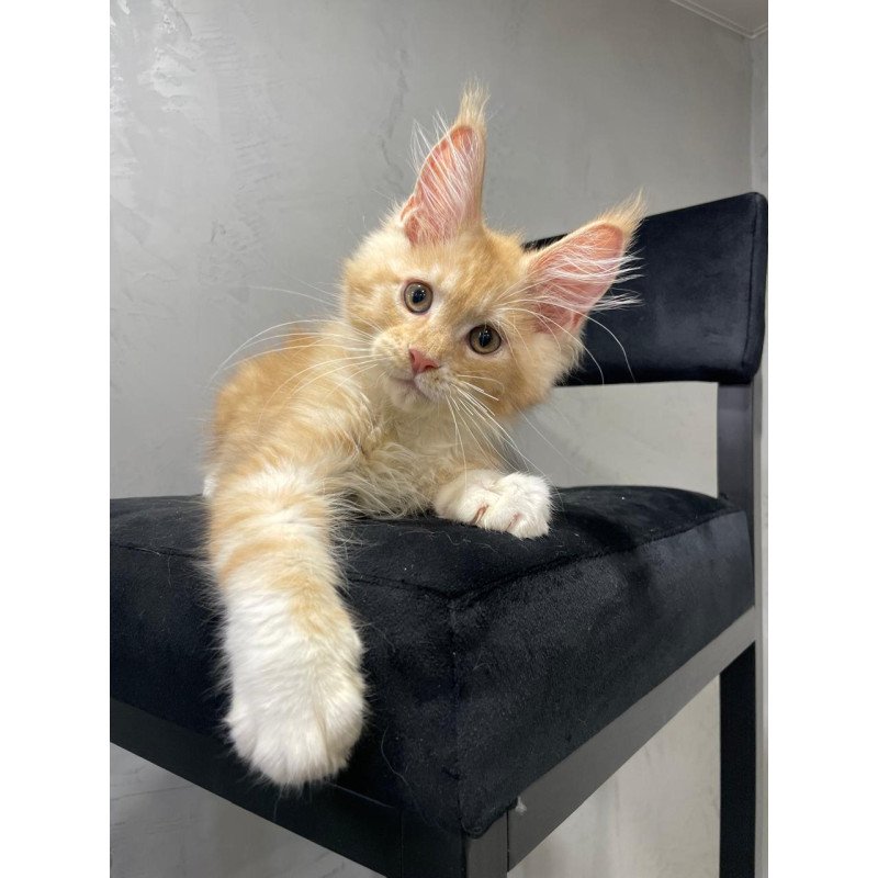 Maine Coon NOV Nikita
