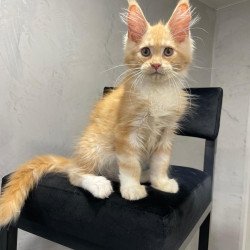 Maine Coon NOV Nikita