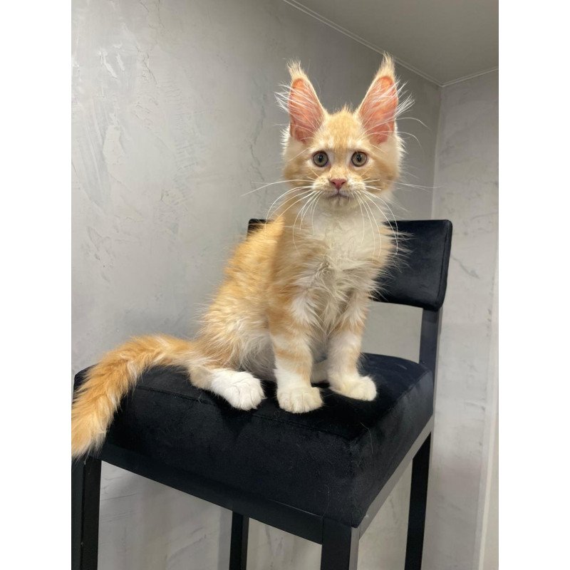 Maine Coon NOV Nikita