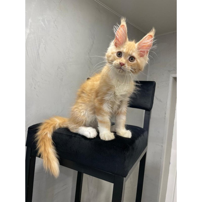 Maine Coon NOV Nikita