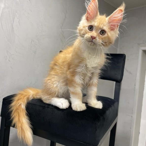 Maine Coon NOV Nikita
