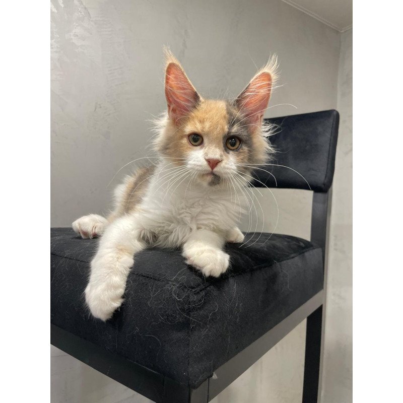 Maine Coon NOV Nelly