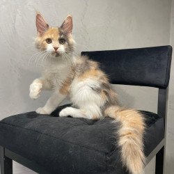 Maine Coon NOV Nelly