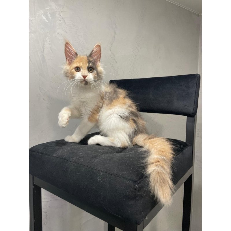Maine Coon NOV Nelly