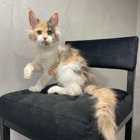 Maine Coon NOV Nelly