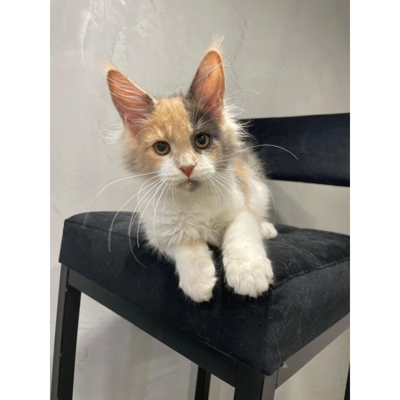 Maine Coon NOV Nelly