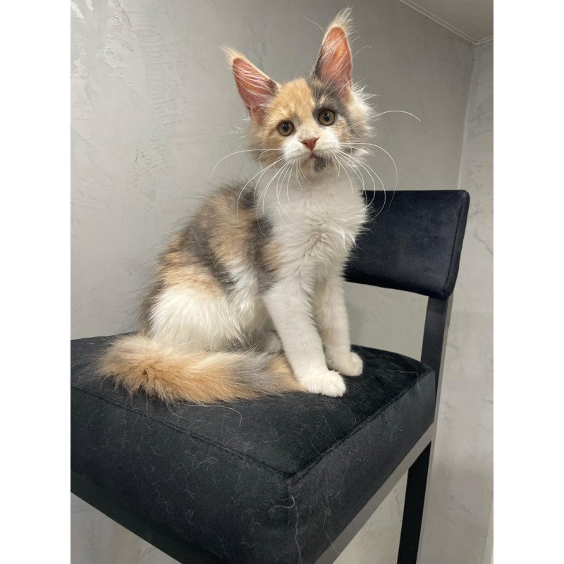Maine Coon NOV Nelly