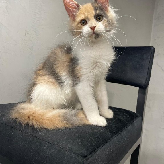 Maine Coon NOV Nelly