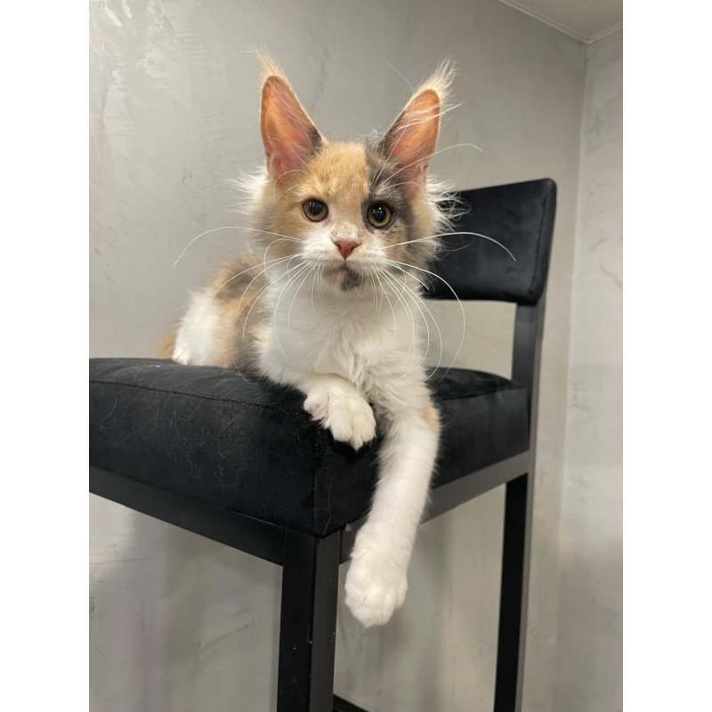 Maine Coon NOV Nelly