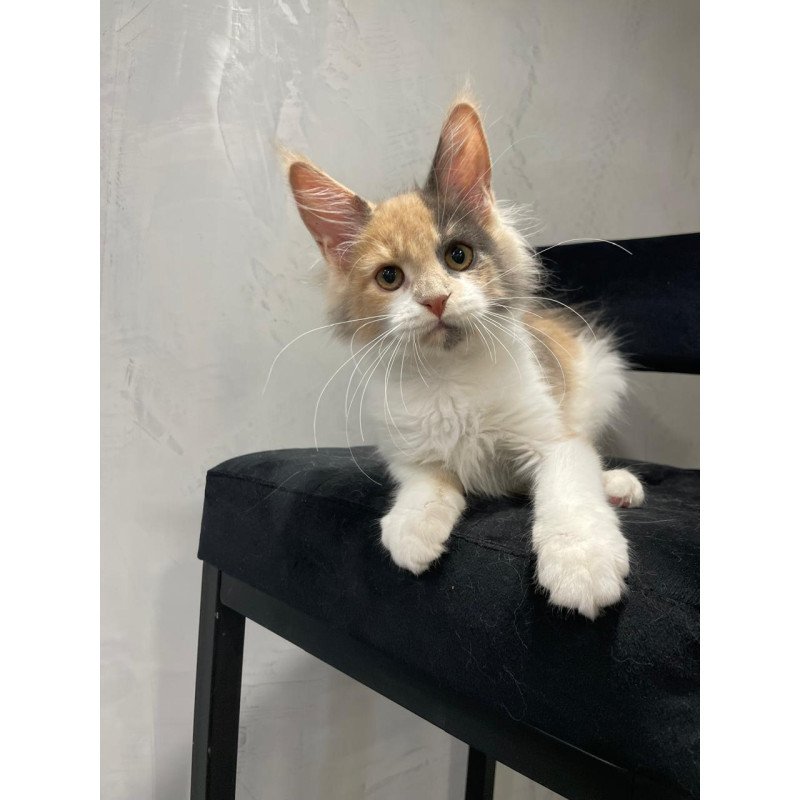 Maine Coon NOV Nelly