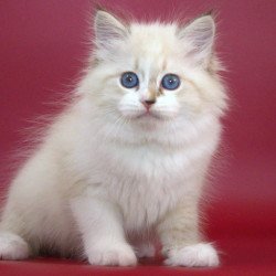 Siberian NOV Georgina