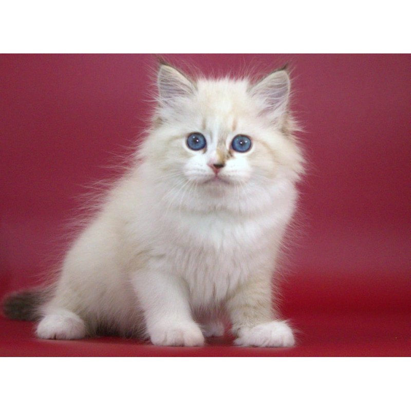 Siberian NOV Georgina