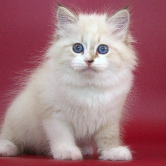 Siberian NOV Georgina