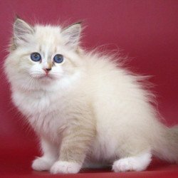 Siberian NOV Georgina