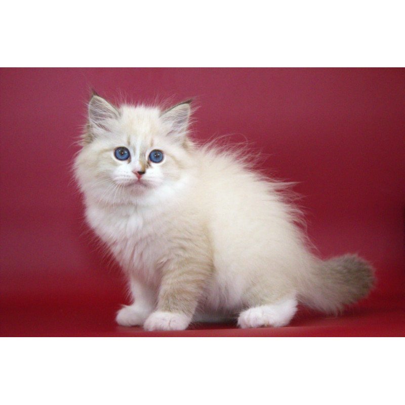 Siberian NOV Georgina