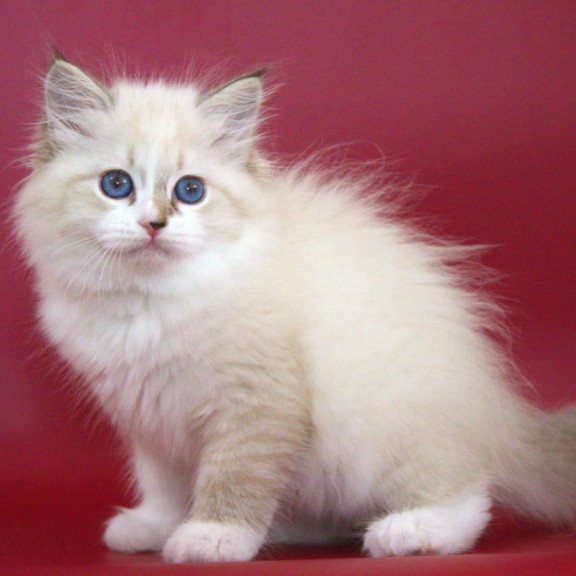 Siberian NOV Georgina