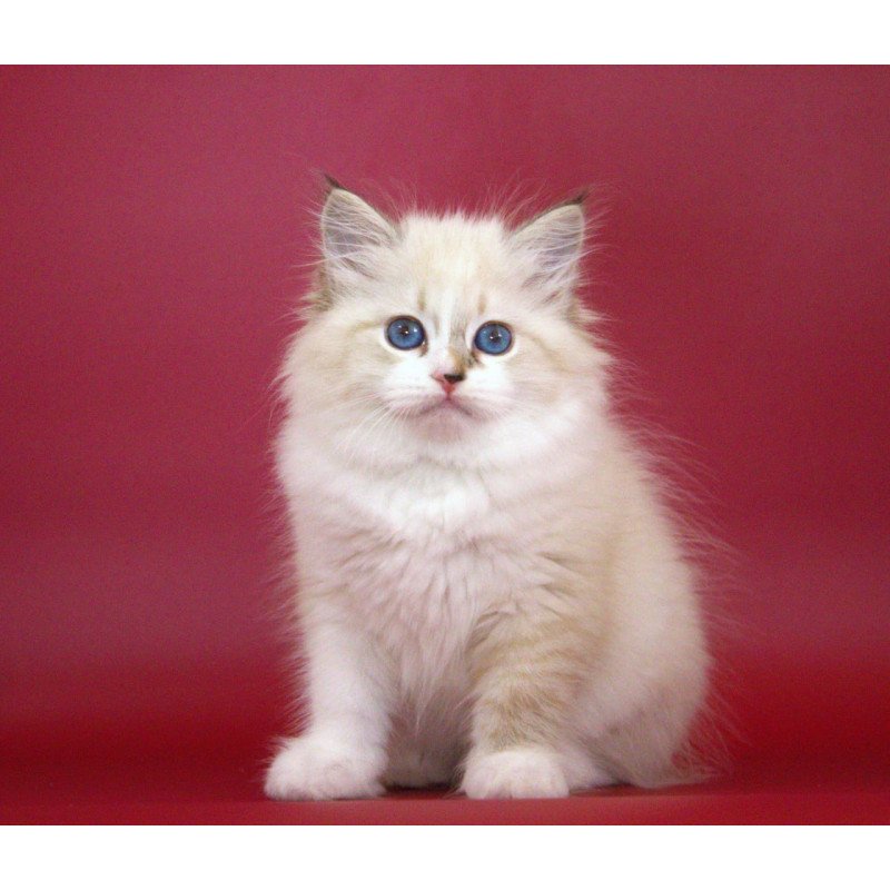 Siberian NOV Georgina