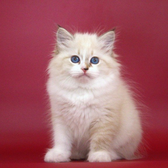 Siberian NOV Georgina