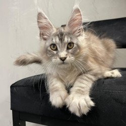Maine Coon NOV Markush