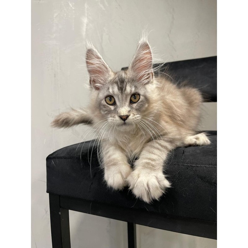 Maine Coon NOV Markush